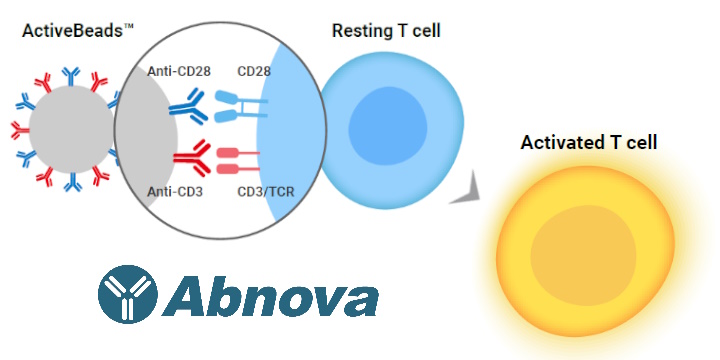 Human and Mouse CD3/CD28 ActiveBeads di Abnova