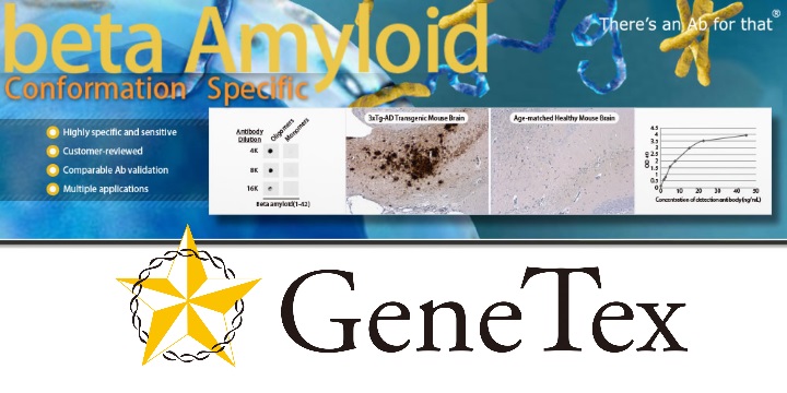 GTX134510 beta Amyloid (1-42) Conformation Specific